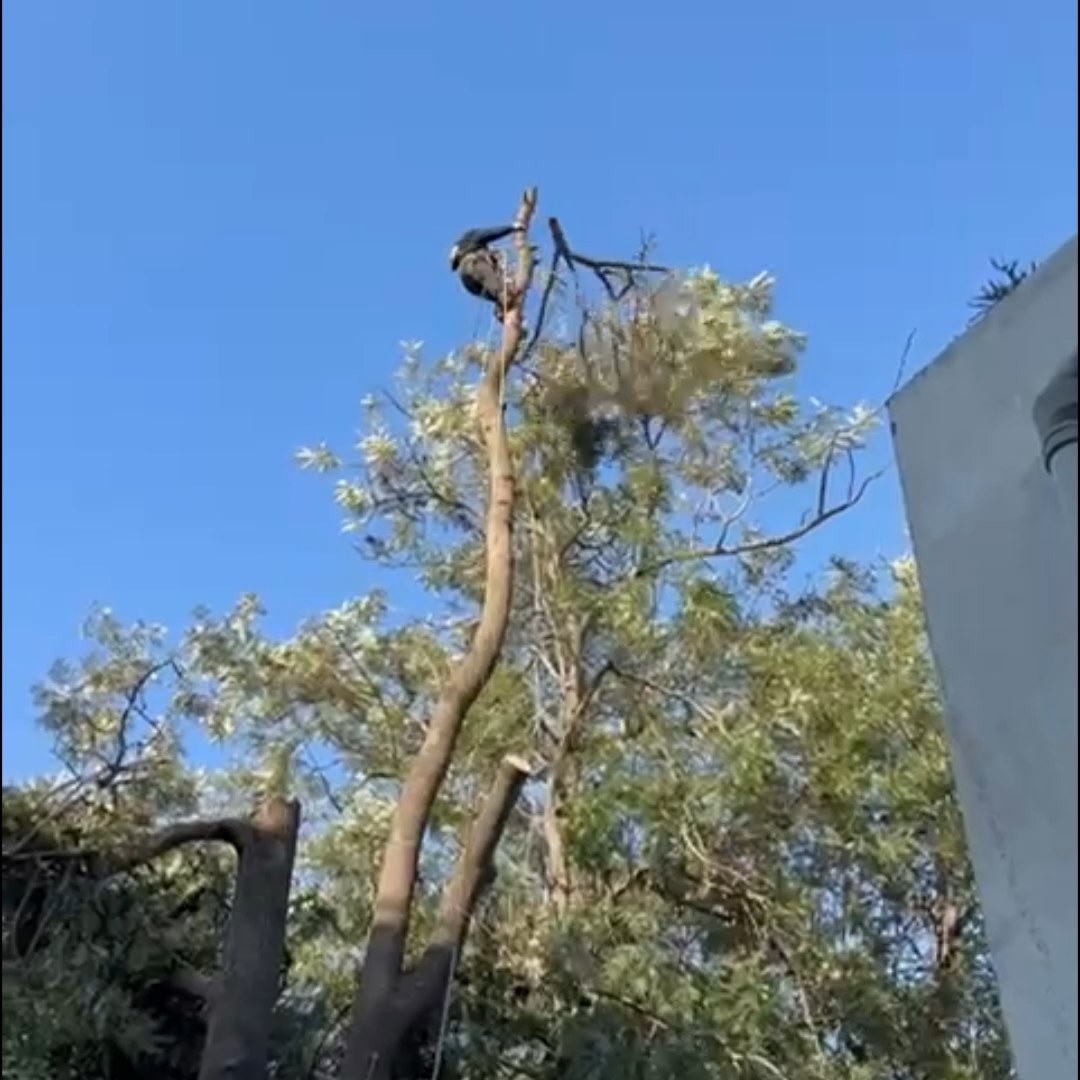 איש מקצוע מבצע גיזום מבוקר בחלקו העליון של עץ גבוה