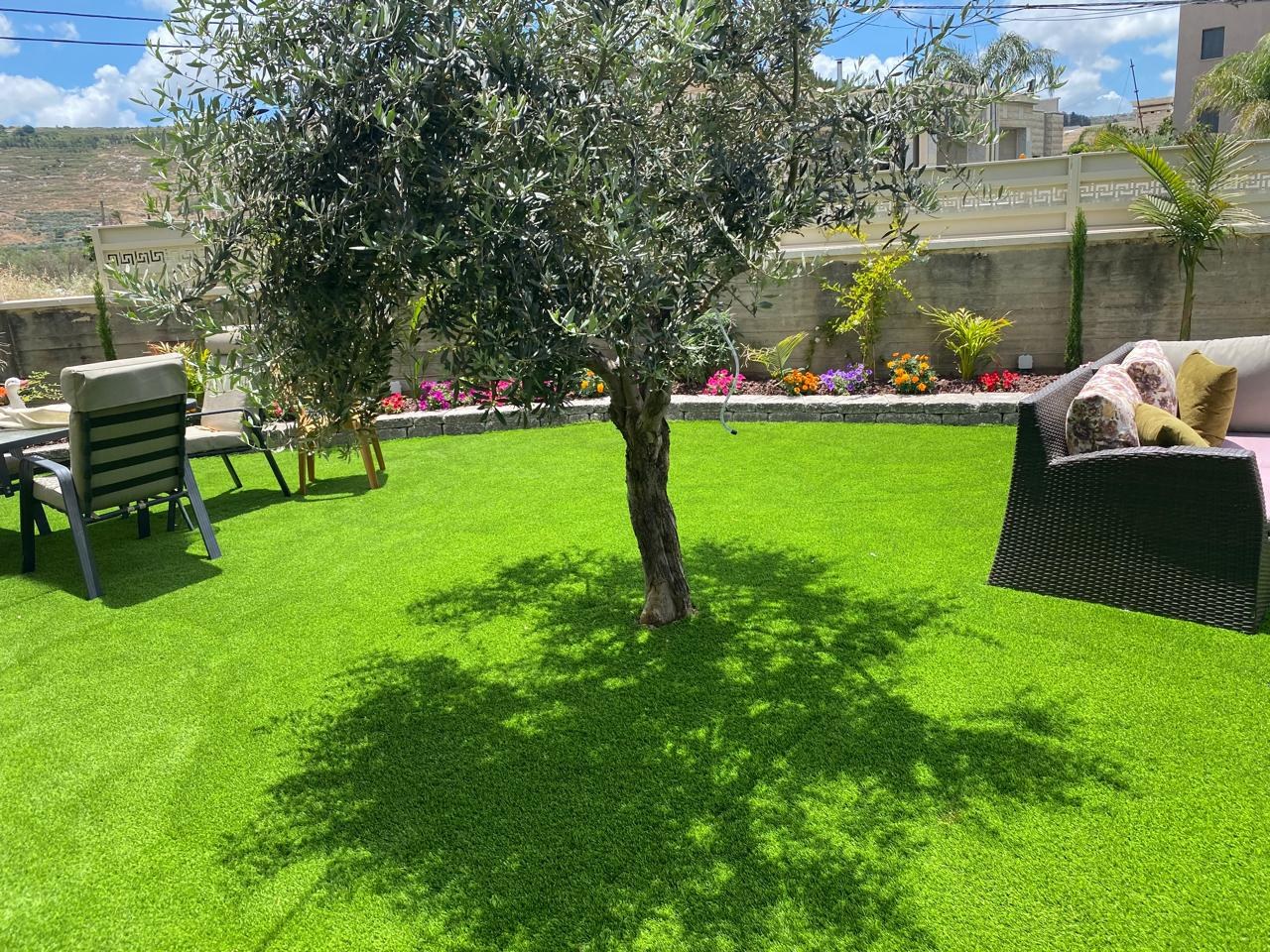 אותו שטח סביב עץ הזית לאחר התקנת דשא, שתילה וגימור
