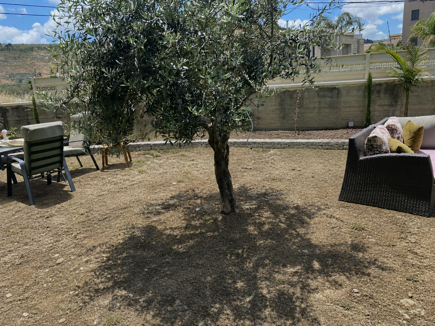 אותו מבט על השטח היבש סביב עץ הזית לפני התקנת הדשא וסידור הגינה